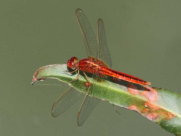 J01_2166 Crocothemis servilia male.JPG